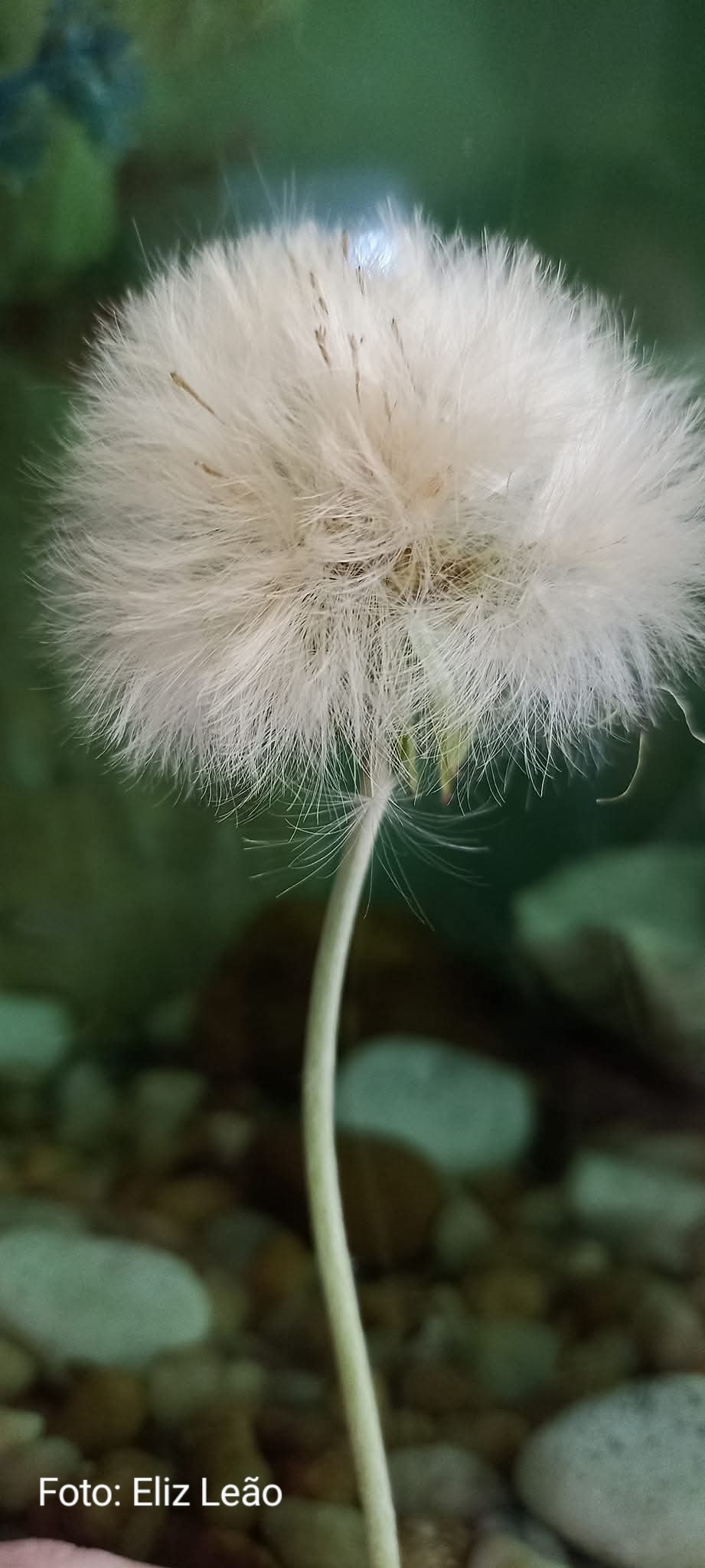 Fios soltos
Cabelos ao vento
O zéfiro que brinca 
Sementes do tempo
Do tempo
Que vê chover
Do tempo que vê nascer
Dente de leão
E suas flores
Amarelo madurecer
Enquanto passa 
O firmamento 
Em infinitos 
E compassados 
Tempos
Tempo de ver a vida 
Germinar 
Levada pela brisa 
Um sopro a todo momento 
Dente de leão 
E seus lindos fios
Livres em
Fluxos de pensamentos. 

Eliz Leão
