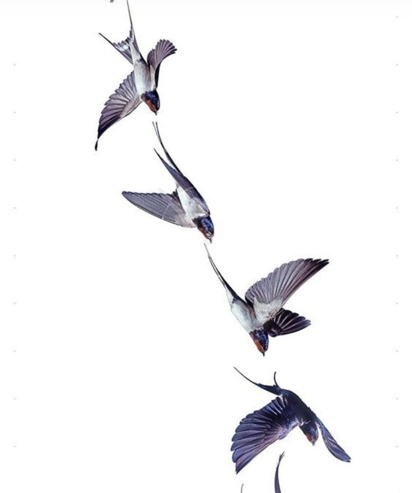 Andorinhas Dançarinas.

...estava ele sentando num rochedo uniforme de coloração quase chumbo mas com suas variações de cores devido a natureza de seu tempo.
Observava o enorme horizonte sem fim azulado com suas nuvens suspensas pelo vento que esbraquiçava-se cada vez mais a se aproximar de um solo infinitamente invisível tocando com isto supostamente o mar verde camuflado de azul pelo céu, areia fina e fofa brilhava com os raios do astro Rei mas não tão bela como as enguias distorcidas que refletiam na água de um mar calmo.
Era possível capturar apenas alguns pontos reluzentes que os raios faziam ao entrar em comunhão com a água.
O Sol movia-se tão lentamente que era impossível saber o tempo que durava sua caminhada mas ele tinha um relógio sempre preciso, isto quando não tirava suas folgas. Seguia ao seu lugar de "descanso" para que sua noiva fizesse sua ronda no mesmo compasso. Seu caminho sempre era o mesmo e com sua paisagem rosada como aquarelas para que seu dia terminasse primordialmente.
Era durante o momento da aquarela que as andorinhas vinham salvar o inicio de um novo ciclo diário dançando e brincando de "pega-pega".
O observador já havia notado o ritual a muito tempo, eram de uma leveza surpreendente pairando sobre a brisa, rasantes e astutas evitavam colisões até seguirem novamente seu rumo despedindo-se.
Satisfeito o observador aguardou mais algum tempo até a tonalidade azulada do céu ser coberta por outro azul muito mais escuro, foi o momento da brisa se aproximar trazendo o canto das ondas do oceano...

JJr.